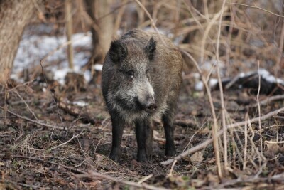 Akcja odławiania dzików
