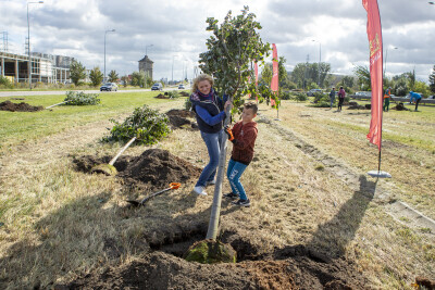 Akcja sadzenia drzew w alei Macieja Płażyńskiego w Gdańsku Letnicy