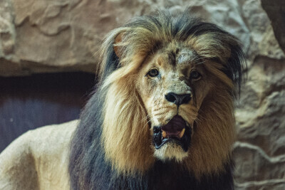 Audiencja u Króla Lwa