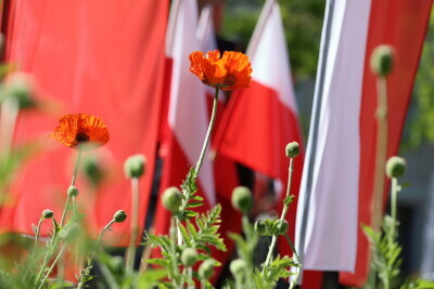 Czyn Bojowy Polskich Sił Zbrojnych na Zachodzie 1939-1945