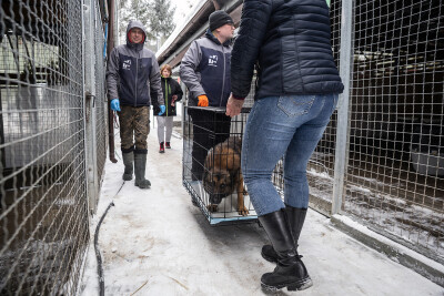 Do Promyka trafiły bezdomne psy spod Radomia