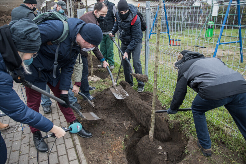 Zdjęcie Finał akcji nowych nasadzeń drzew w Oliwie 5