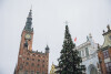Gdańska choinka przybyła na Długi Targ