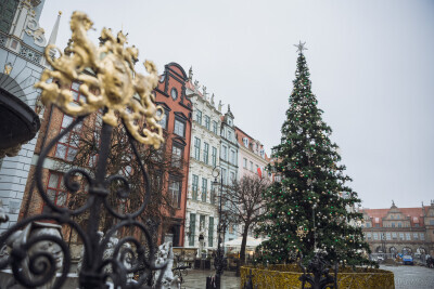 Gdańska choinka przybyła na Długi Targ