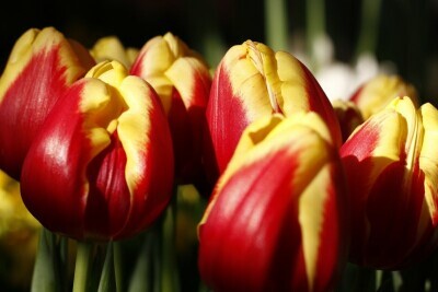 Gdańska wystawa tulipanów