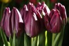 Gdańska wystawa tulipanów