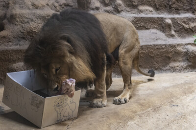 Impreza Podążaj Lwim Szlakiem!