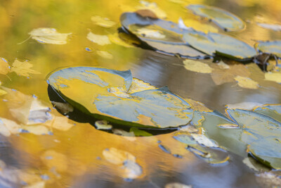 Jesień w Parku Oliwskim
