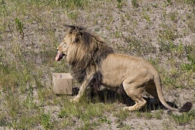 Konferencja prasowa w ZOO