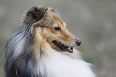 Konkurs psich piękności.