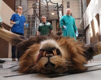 Lew Arco po operacji