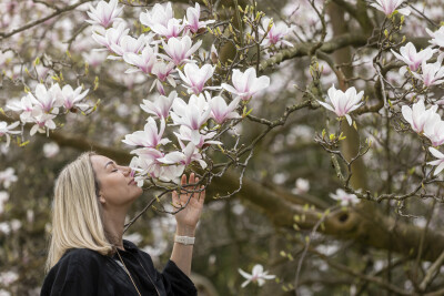 Magnolie, bratki i inne kwiatki