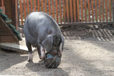 Małe zoo czeka na małych i dużych!