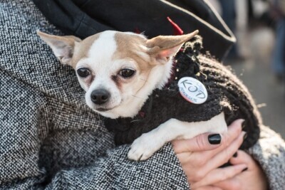 Marsz KOD z Brzeźna do Sopotu