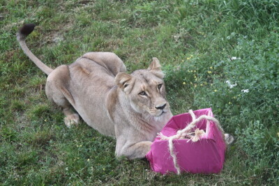 Międzynarodowy Dzień Lwa w Gdańskim ZOO