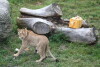Międzynarodowy Dzień Lwa w Gdańskim ZOO