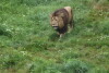 Międzynarodowy Dzień Lwa w Gdańskim ZOO