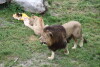 Międzynarodowy Dzień Lwa w Gdańskim ZOO