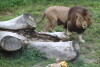 Międzynarodowy Dzień Lwa w Gdańskim ZOO