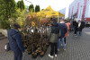 Mieszkańcy Suchanina odebrali sadzonki drzew