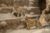 Młode lwiątka w gdańskim ZOO
