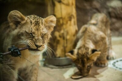Młode lwiątka w gdańskim ZOO