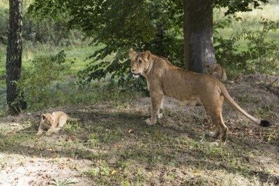 Młode lwiątka z gdańskiego ZOO
