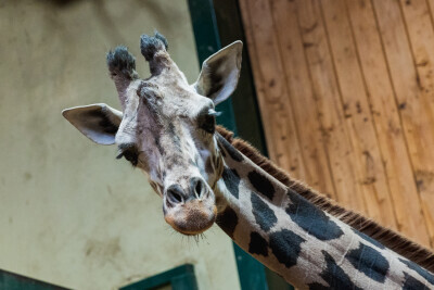 Nadanie imienia nowej żyrafie