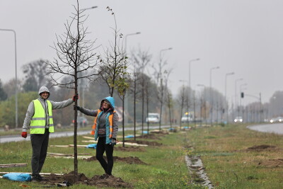 Nasadzenia drzew wzdłuż Alei Macieja Płażyńskiego..