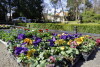 Nasadzenia kwiatków w Parku Oliwskim