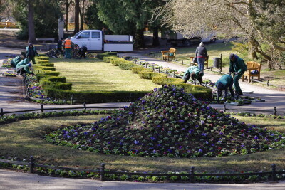 Nasadzenia kwiatków w Parku Oliwskim