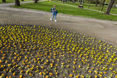 Nowe nasadzenia GZDiZ