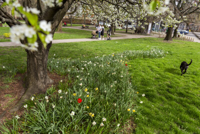 Czworonożni towarzysze gdańszczan