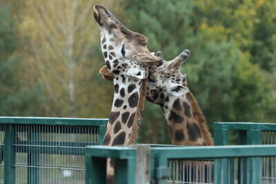 Nowi mieszkańcy gdańskiego ZOO