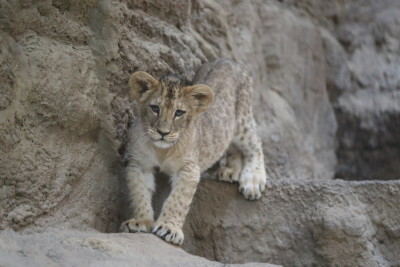 Nowo Narodzona Lwica z Gdańskiego ZOO Otrzymała Imię