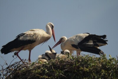 Obrączkowanie bocianów w gdańskim zoo