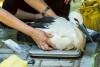 Obrączkowanie bocianów w oliwskim ZOO