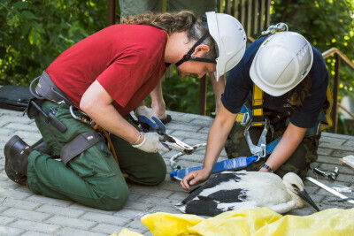 Obrączkowanie bocianów w oliwskim ZOO