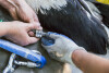 Obrączkowanie bocianów w oliwskim ZOO