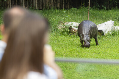 Otwarcie Wybiegu dla Hipopotamów Karłowatych