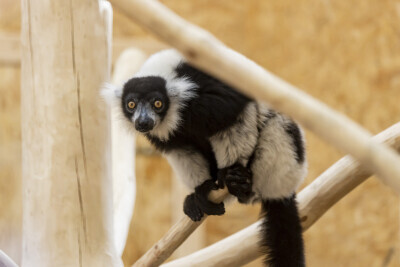 W gdańskim Zoo otwarto pawilon dla Lemurów