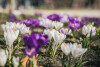 Pierwsze wiosenne kwiaty w Gdańsku