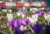 Pierwsze wiosenne kwiaty w Gdańsku