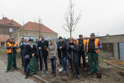 Podsumowanie nasadzeń drzew  przez GZDiZ