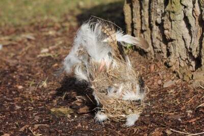 Ptasie gniazda kryją niespodzianki! 