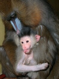 Rodzinne życie w zoo kwitnie!