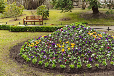 Sadzenie bratków w Parku Oliwskim