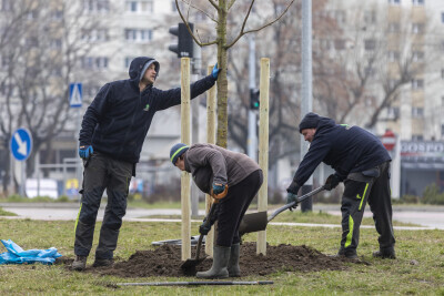 Sadzenie drzew na Żabiance