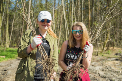 Sadzenie drzew w pasie nadmorskim