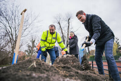 Sadzenie kasztanowców przy Kanale Raduni
